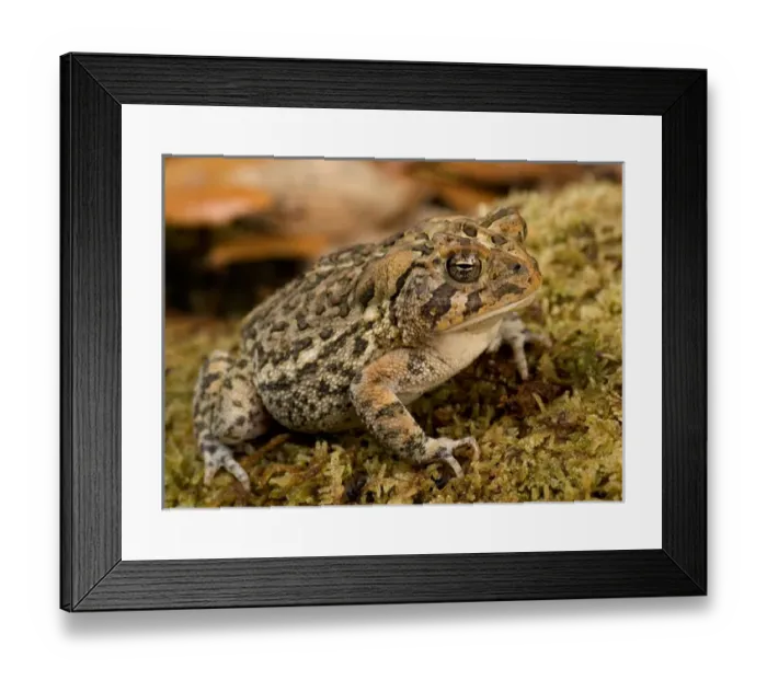 Framed Print : Florida, Southern toad, Bufo terrestris Framed Print : Florida, Southern toad, Bufo terrestris