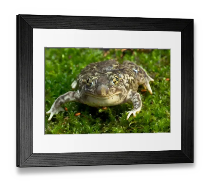 Framed Print : Couchs spadefoot toad, Scaphiopus couchi Framed Print : Couchs spadefoot toad, Scaphiopus couchi