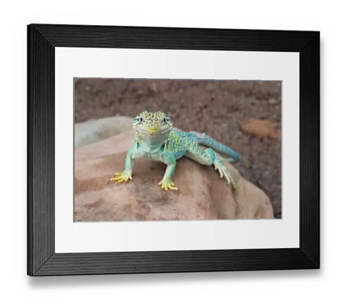 Framed Print : Midwest USA, Collared lizard on rock, Crotaphytis collaris