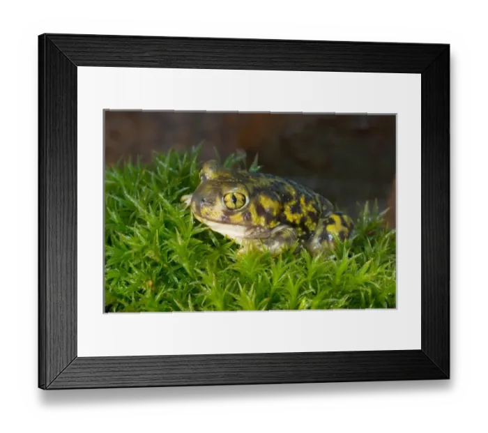 Framed Print : Couchs spadefoot toad, Scaphiopus couchi Framed Print : Couchs spadefoot toad, Scaphiopus couchi