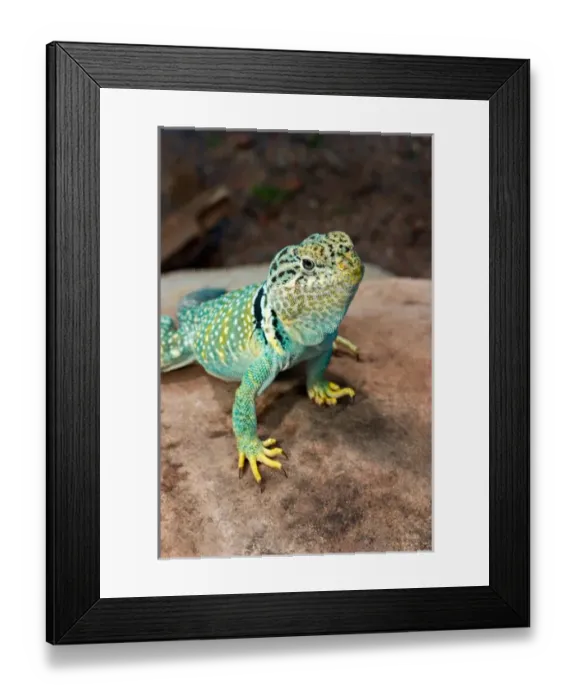 Framed Print : Midwest USA, Collared lizard on rock, Crotaphytis collaris Framed Print : Midwest USA, Collared lizard on rock, Crotaphytis collaris