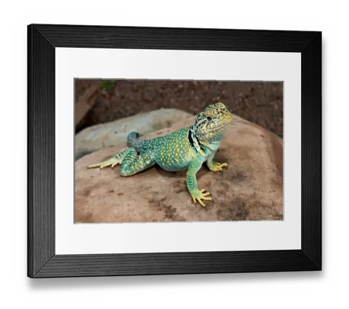 Framed Print : Midwest USA, Collared lizard on rock, Crotaphytis collaris Framed Print : Midwest USA, Collared lizard on rock, Crotaphytis collaris