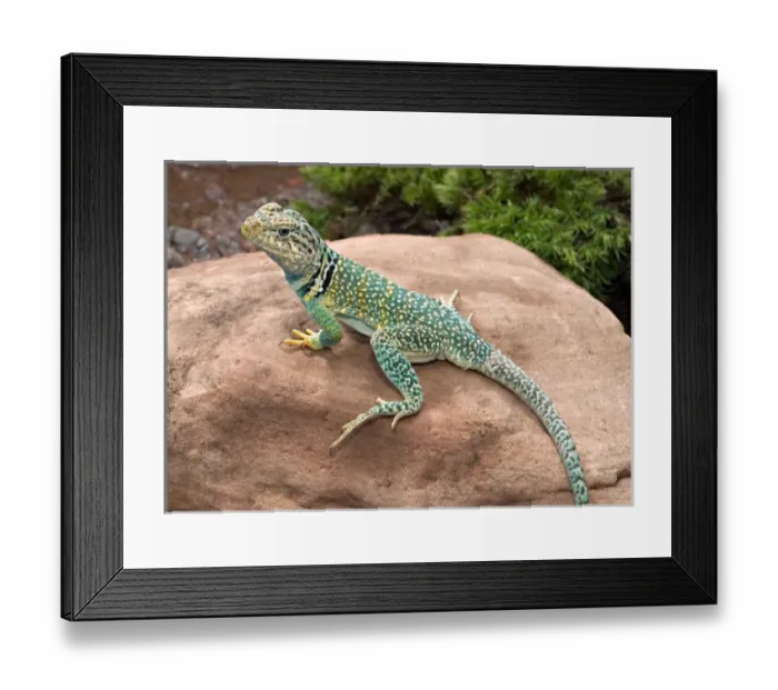 Framed Print : Midwest USA, Collared lizard on rock, Crotaphytis collaris Framed Print : Midwest USA, Collared lizard on rock, Crotaphytis collaris