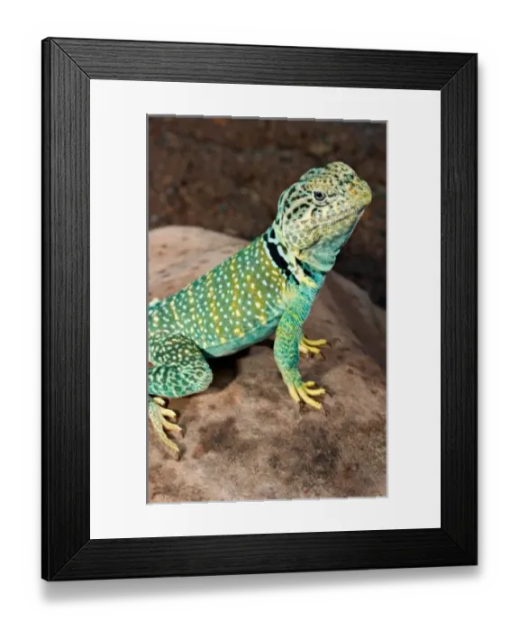 Framed Print : Midwest USA, Collared lizard on rock, Crotaphytis collaris Framed Print : Midwest USA, Collared lizard on rock, Crotaphytis collaris