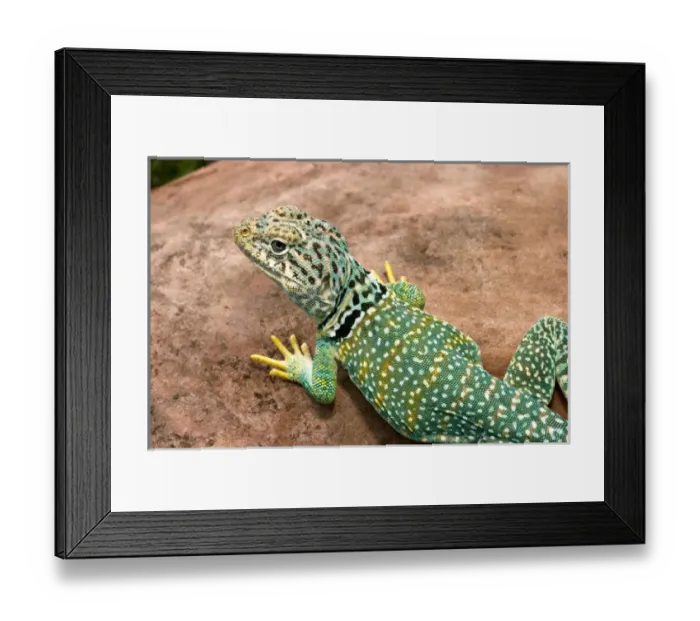 Framed Print : Midwest USA, Collared lizard on rock, Crotaphytis collaris Framed Print : Midwest USA, Collared lizard on rock, Crotaphytis collaris