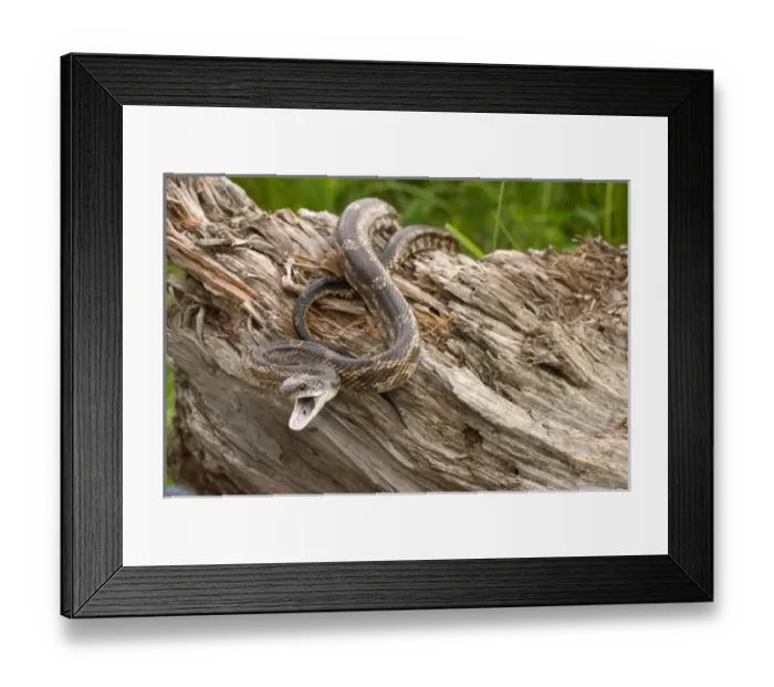 Framed Print : Texas rat snake, Elaphe obsoleta lindheimerii