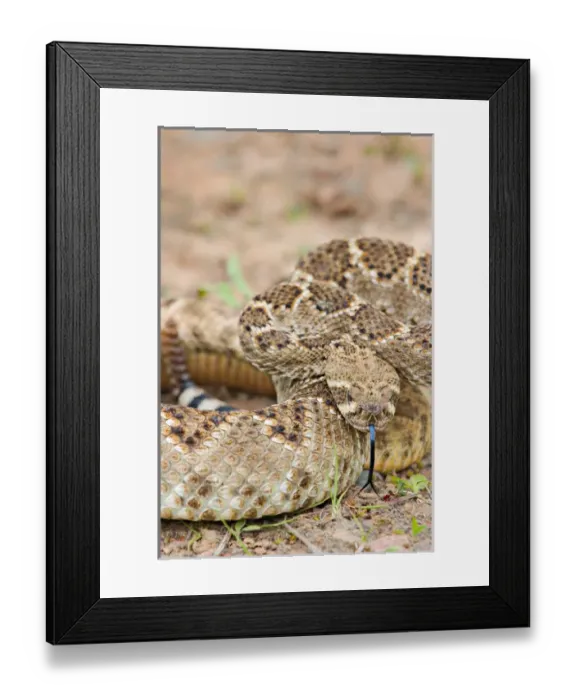 Framed Print : Western diamondback rattlesnake coiled, Crotalus atrox, controlled conditions Framed Print : Western diamondback rattlesnake coiled, Crotalus atrox, controlled conditions