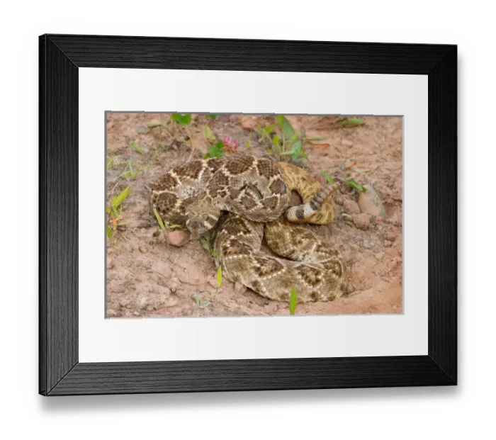 Framed Print : Western diamondback rattlesnake coiled, Crotalus atrox