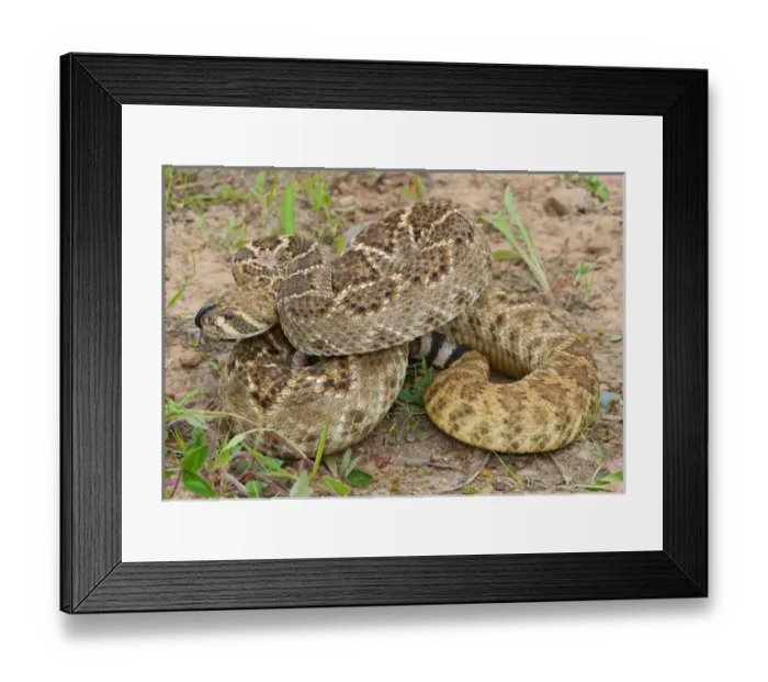 Framed Print : Western diamondback rattlesnake coiled in strike postion, Crotalus atrox Framed Print : Western diamondback rattlesnake coiled in strike postion, Crotalus atrox