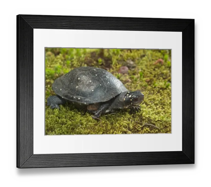 Framed Print : Spotted turtle, Clemmys guttata, Controlled situation Framed Print : Spotted turtle, Clemmys guttata, Controlled situation