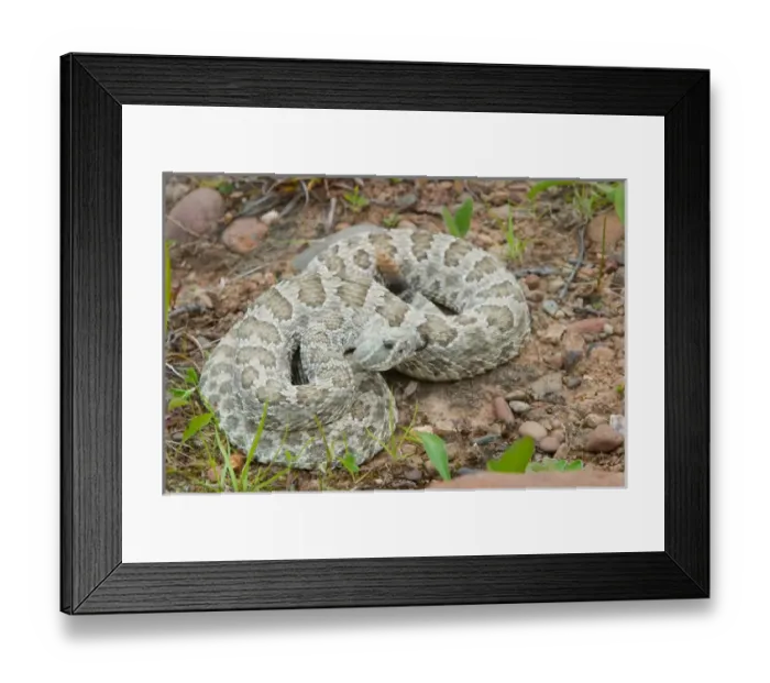 Framed Print : Western Prairie Rattlesnake coiled and ready to strike, Crotalus v. viridis
