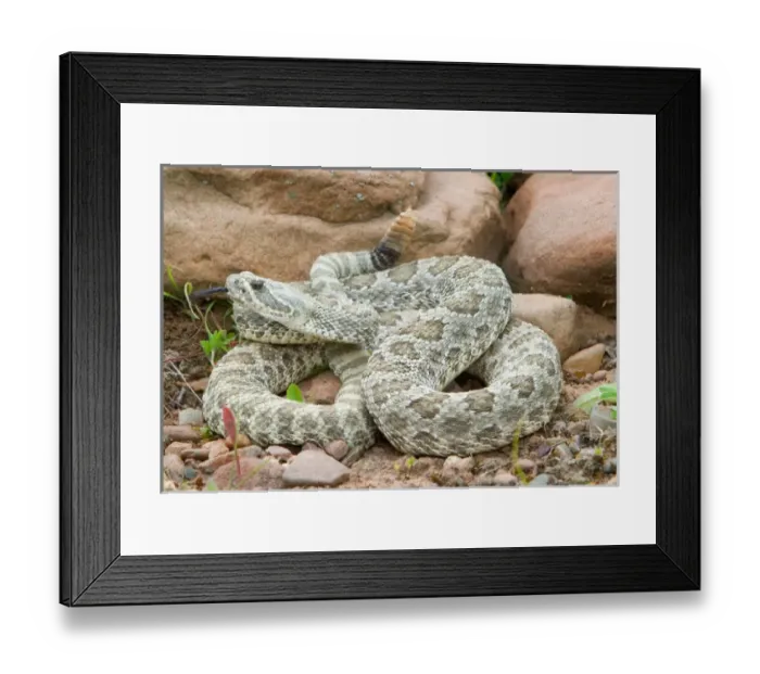 Framed Print : Western Prairie Rattlesnake coiled and ready to strike showing rattler, Crotalus v