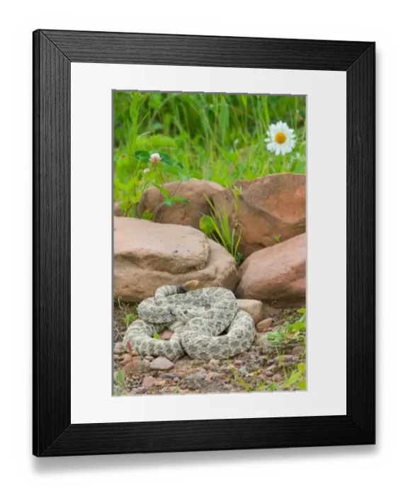 Framed Print : Western Prairie Rattlesnake coiled and ready to strike showing rattler, Crotalus v Framed Print : Western Prairie Rattlesnake coiled and ready to strike showing rattler, Crotalus v