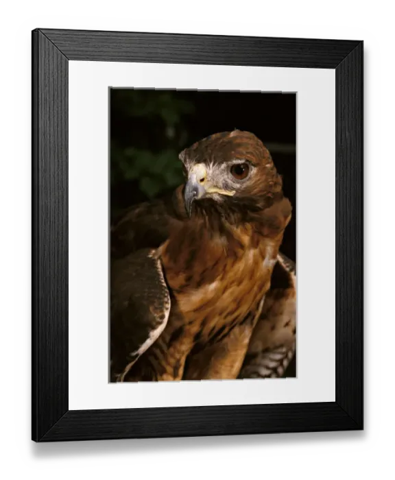 Framed Print : Red-tailed hawk (male), Buteo jamaicensis, Controlled situation Framed Print : Red-tailed hawk (male), Buteo jamaicensis, Controlled situation