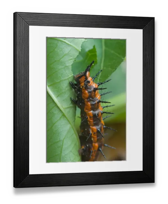 Framed Print : Gulf fritillary feeding on passionvine, Agraulis vanillae Framed Print : Gulf fritillary feeding on passionvine, Agraulis vanillae