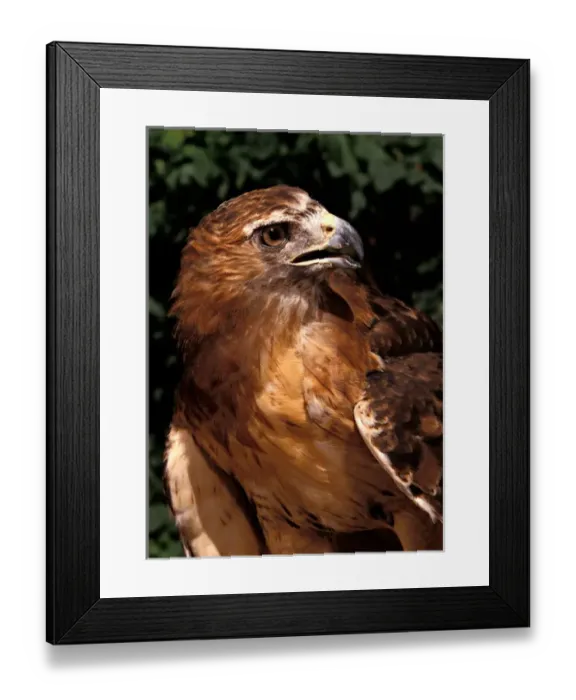 Framed Print : Red-tailed Hawk (female), Buteo jamaicensis, Controlled situation Framed Print : Red-tailed Hawk (female), Buteo jamaicensis, Controlled situation