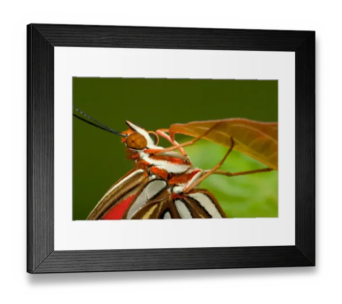 Framed Print : Gulf Fritillary butterfly closeup on leaf, Agraulis vanillae, (Controlled situation)