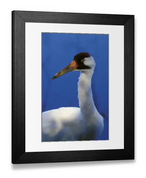 Framed Print : USA, Florida. Adult Whooping Crane (Grus americana) Framed Print : USA, Florida. Adult Whooping Crane (Grus americana)