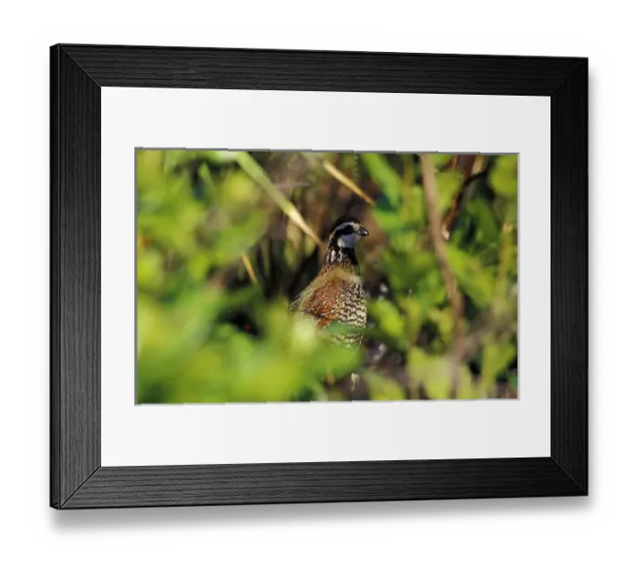 Framed Print : USA, Florida, Lake Kissimmee State Park. Northern Bobwhite in saw palmetto (Colinus