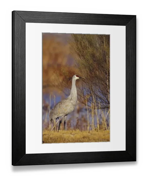 Framed Print : USA, New Mexica, Bosque del Apache NWR. Sandhill Crane along wetland bank (Grus canadensis) Framed Print : USA, New Mexica, Bosque del Apache NWR. Sandhill Crane along wetland bank (Grus canadensis)