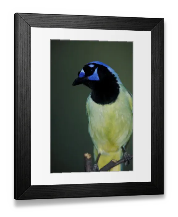 Framed Print : USA, Texas, Brooks County. Green Jay (Cyanocorax yncas) Framed Print : USA, Texas, Brooks County. Green Jay (Cyanocorax yncas)