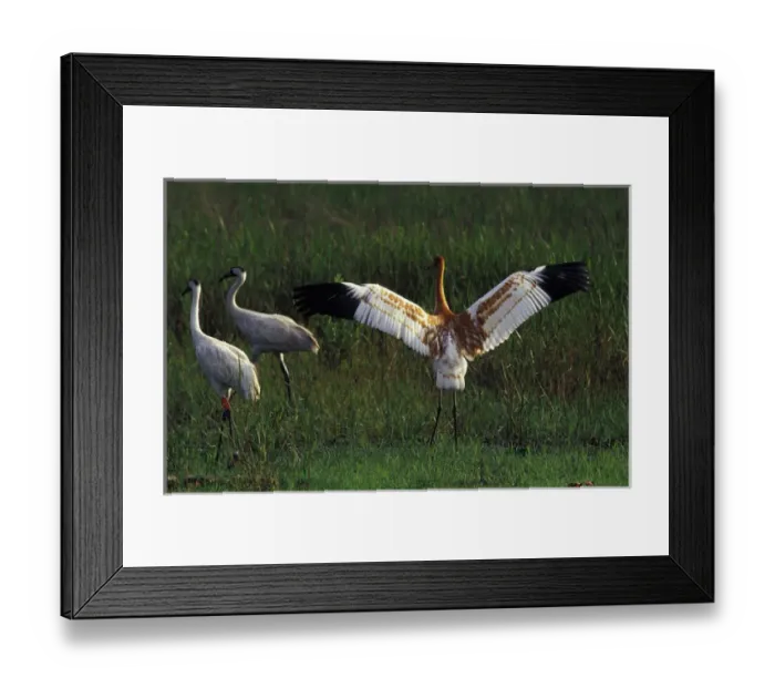 Framed Print : USA, Central Florida. 3 month old Whopping Crane chick streches wings by parents Framed Print : USA, Central Florida. 3 month old Whopping Crane chick streches wings by parents