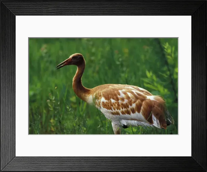 Framed Print : USA, Central Florida. 2 month old Whopping Crane fledgling (Grus americana)