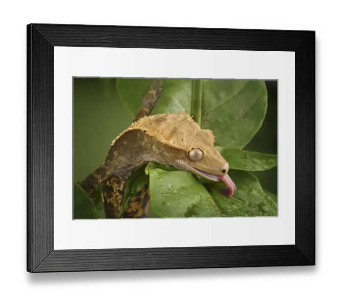 Framed Print : New Caledonian Crested Gecko drinking water Rhacodactylus ciliatus Framed Print : New Caledonian Crested Gecko drinking water Rhacodactylus ciliatus