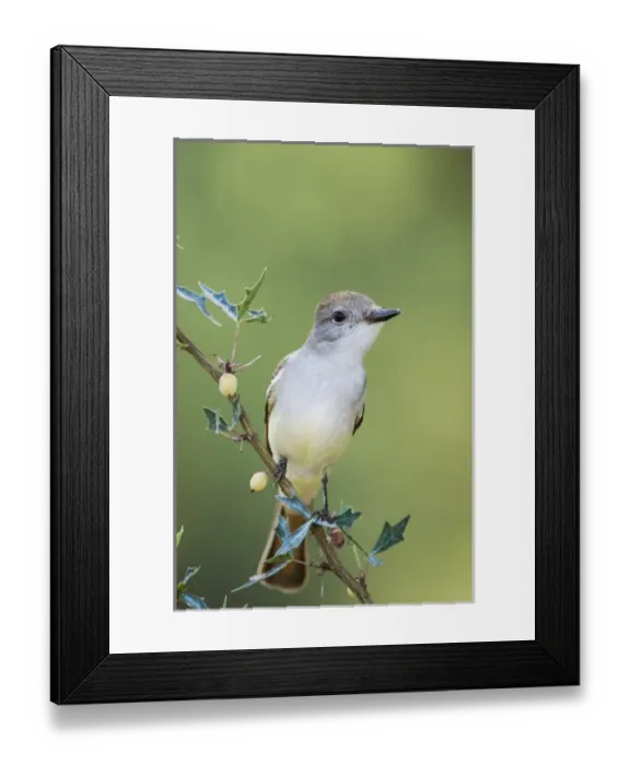 Framed Print : Ash-throated Flycatcher, Myiarchus cinerascens, adult on Agarita (Berberis trifoliolata) Framed Print : Ash-throated Flycatcher, Myiarchus cinerascens, adult on Agarita (Berberis trifoliolata)