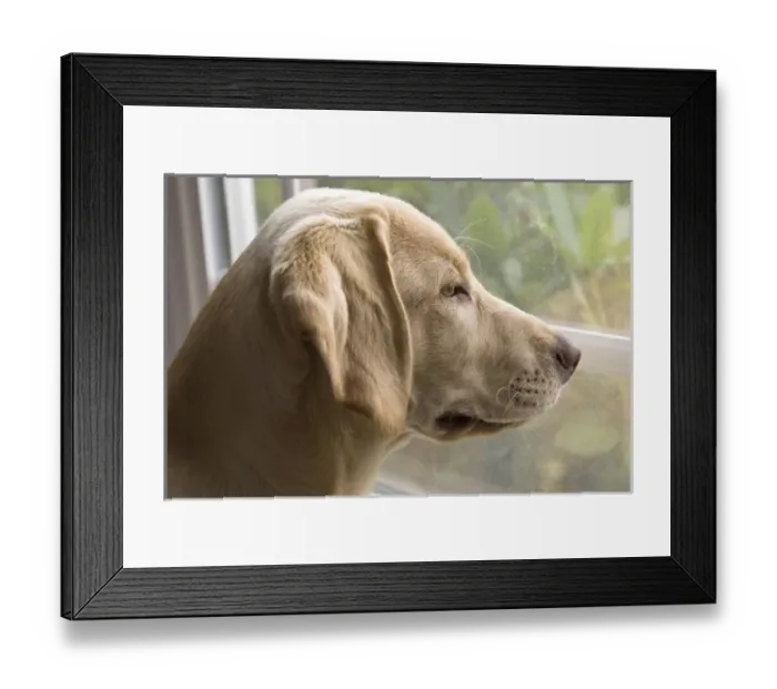 Framed Print : A Labrador Retriever puppy looking out the window Framed Print : A Labrador Retriever puppy looking out the window