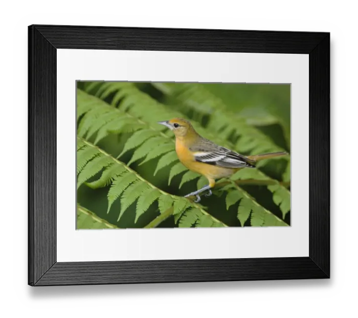 Framed Print : BAOR, 060, Rolf N, Baltimore Oriole Framed Print : BAOR, 060, Rolf N, Baltimore Oriole