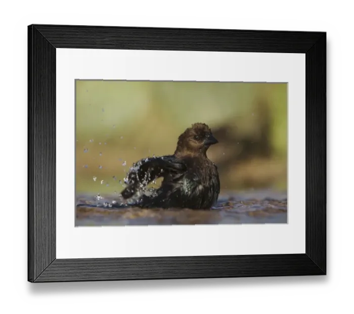 Framed Print : Brown-headed Cowbird, Molothrus ater, male bathing, Uvalde County, Hill Country, Texas