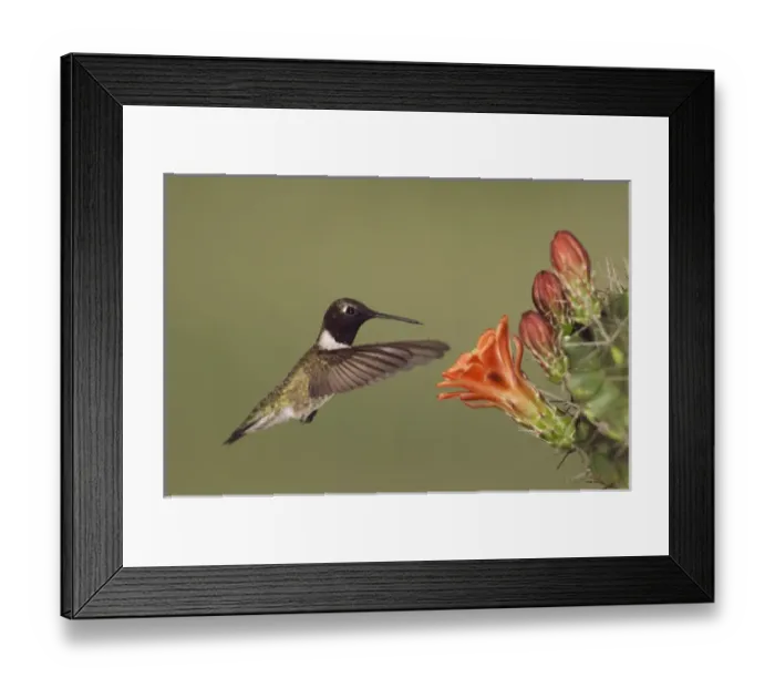 Framed Print : Black-chinned Hummingbird, Archilochus alexandri, male in flight feeding on Claret Cup Cactus Framed Print : Black-chinned Hummingbird, Archilochus alexandri, male in flight feeding on Claret Cup Cactus