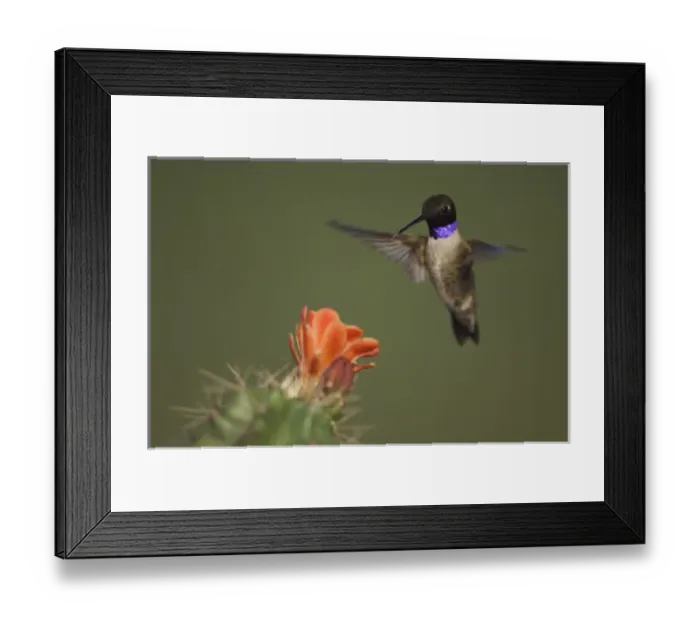 Framed Print : Black-chinned Hummingbird, Archilochus alexandri, male in flight feeding on Claret Cup Cactus Framed Print : Black-chinned Hummingbird, Archilochus alexandri, male in flight feeding on Claret Cup Cactus