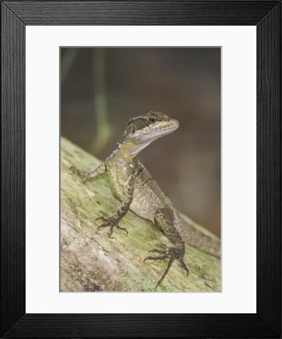 Framed Print : COBA, 001, Rolf N, Common Basilisk, Jesus Christ Lizard Framed Print : COBA, 001, Rolf N, Common Basilisk, Jesus Christ Lizard