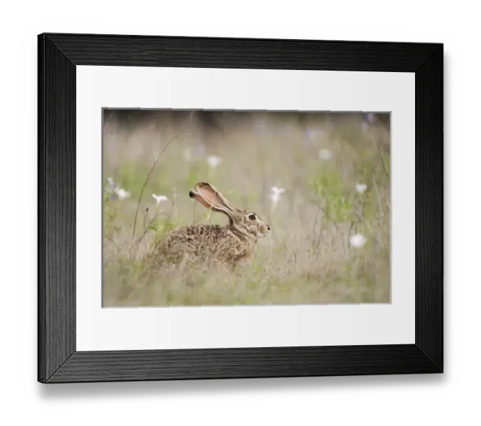 Framed Print : Black-tailed Jackrabbit, Lepus californicus, adult, Uvalde County, Hill Country, Texas Framed Print : Black-tailed Jackrabbit, Lepus californicus, adult, Uvalde County, Hill Country, Texas