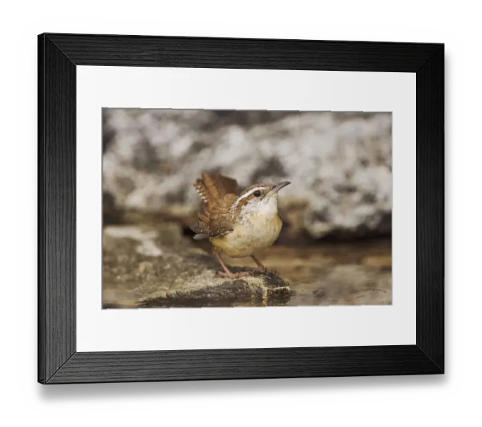 Framed Print : Carolina Wren, Thryothorus ludovicianus, adult bathing, Uvalde County, Hill Country Framed Print : Carolina Wren, Thryothorus ludovicianus, adult bathing, Uvalde County, Hill Country