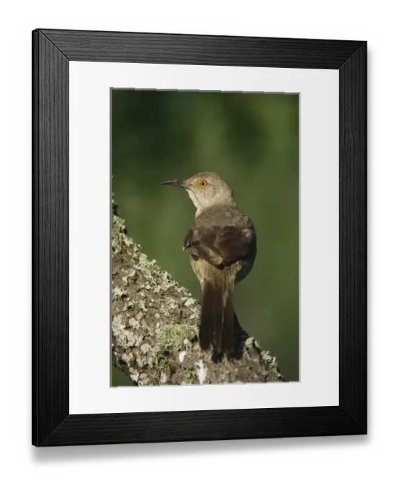 Framed Print : Curve-billed Thrasher, Toxostoma curvirostre, adult, Willacy County, Rio Grande Valley Framed Print : Curve-billed Thrasher, Toxostoma curvirostre, adult, Willacy County, Rio Grande Valley