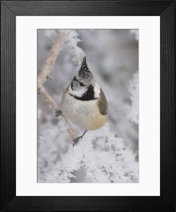 Framed Print : Crested Tit, Parus cristatus, adult on branch with frost by minus 15 Celsius, Lenzerheide Framed Print : Crested Tit, Parus cristatus, adult on branch with frost by minus 15 Celsius, Lenzerheide