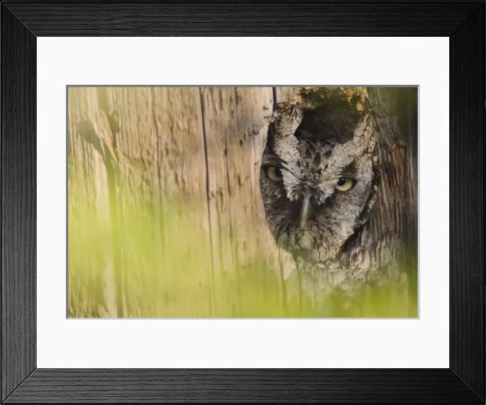 Framed Print : Eastern Screech-Owl, Megascops asio, adult in nest hole, Willacy County, Rio Grande Valley Framed Print : Eastern Screech-Owl, Megascops asio, adult in nest hole, Willacy County, Rio Grande Valley