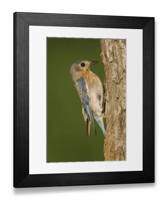 Framed Print : Eastern Bluebird, Sialia sialis, female at nesting cavity, Willacy County, Rio Grande Valley Framed Print : Eastern Bluebird, Sialia sialis, female at nesting cavity, Willacy County, Rio Grande Valley