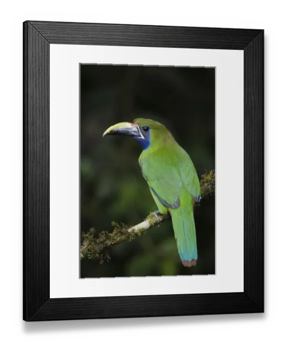 Framed Print : EMTO, 017, Rolf N, Emerald Toucanet Framed Print : EMTO, 017, Rolf N, Emerald Toucanet