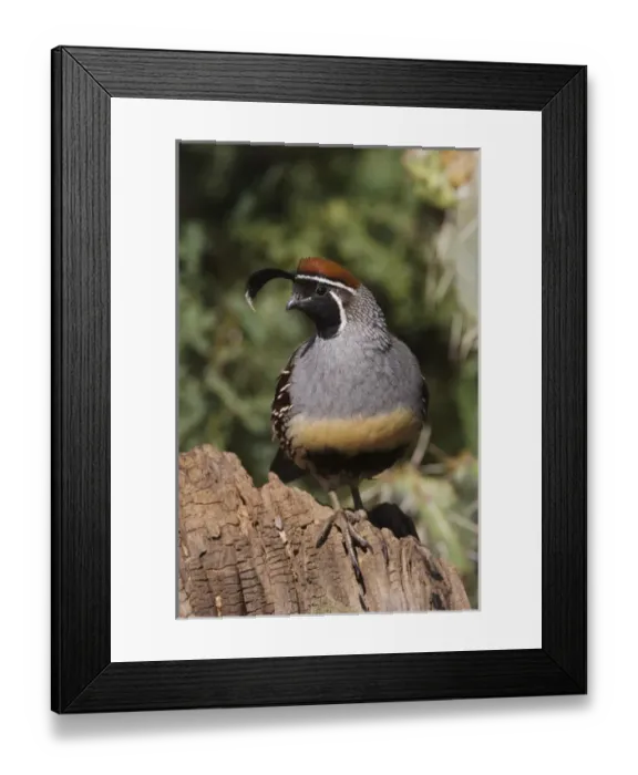 Framed Print : Gambels Quail, Callipepla gambelii, male, Tuscon, Arizona, USA, September 2006