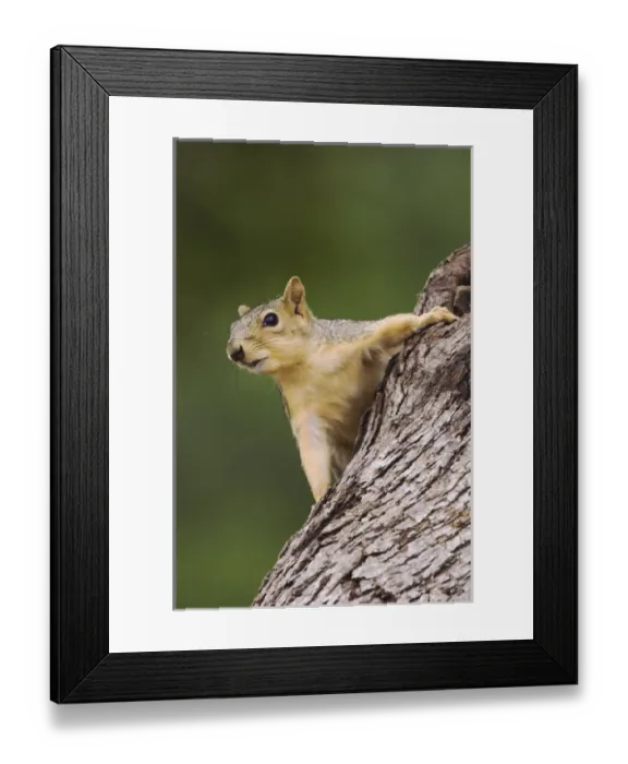 Framed Print : Eastern Fox Squirrel, Sciurus niger, adult on tree, Uvalde County, Hill Country, Texas