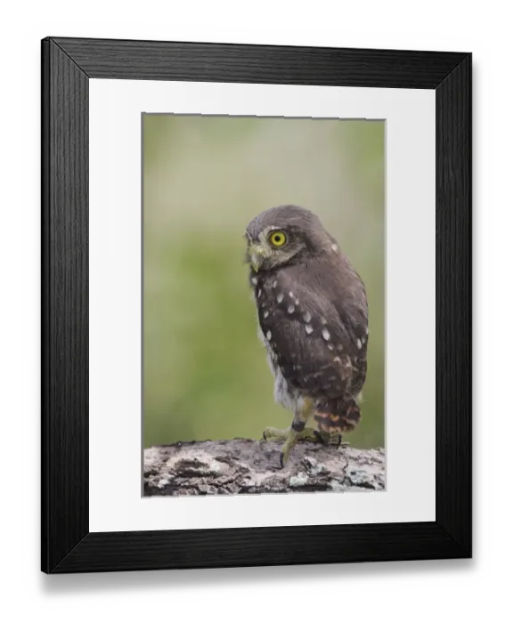 Framed Print : Ferruginous Pygmy-Owl, Glaucidium brasilianum, young newly fledged, Willacy County