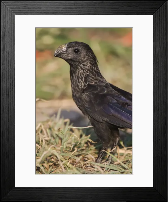 Framed Print : Groove-billed Ani, Crotophaga sulcirostris, adult on ground, Willacy County, Rio Grande Valley Framed Print : Groove-billed Ani, Crotophaga sulcirostris, adult on ground, Willacy County, Rio Grande Valley