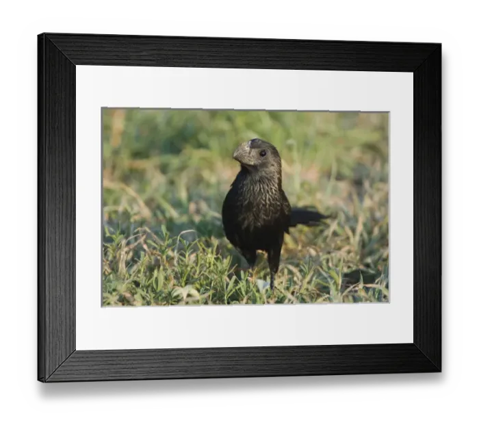 Framed Print : Groove-billed Ani, Crotophaga sulcirostris, adult on ground, Willacy County, Rio Grande Valley Framed Print : Groove-billed Ani, Crotophaga sulcirostris, adult on ground, Willacy County, Rio Grande Valley