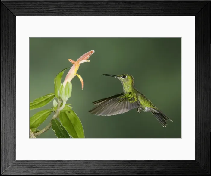 Framed Print : GCBR, 023, Rolf N, Green-crowned Brilliant Framed Print : GCBR, 023, Rolf N, Green-crowned Brilliant