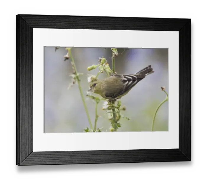 Framed Print : Lesser Goldfinch, Carduelis psaltria, female eating seeds of Spiny Sow-Thistle (Sonchus asper) Framed Print : Lesser Goldfinch, Carduelis psaltria, female eating seeds of Spiny Sow-Thistle (Sonchus asper)