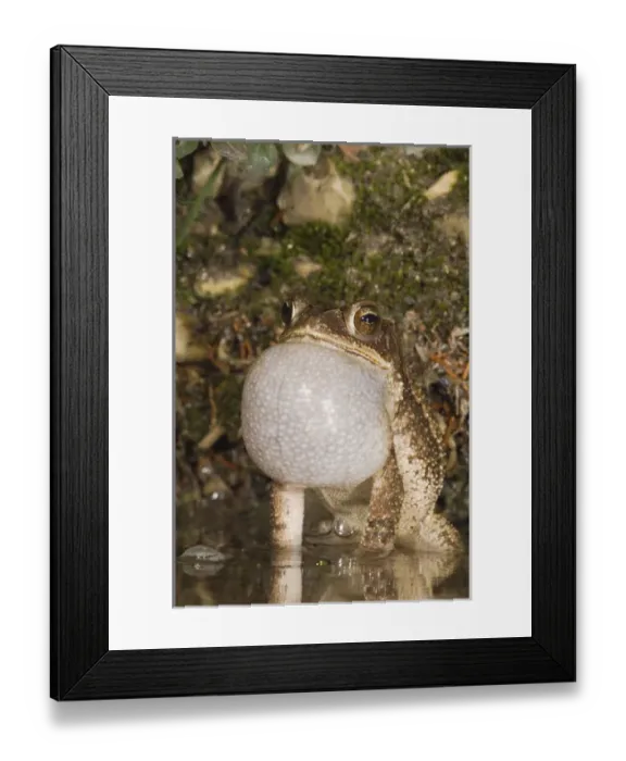 Framed Print : Gulf Coast Toad, Bufo valliceps, male at night calling in spring fed pond, Uvalde County